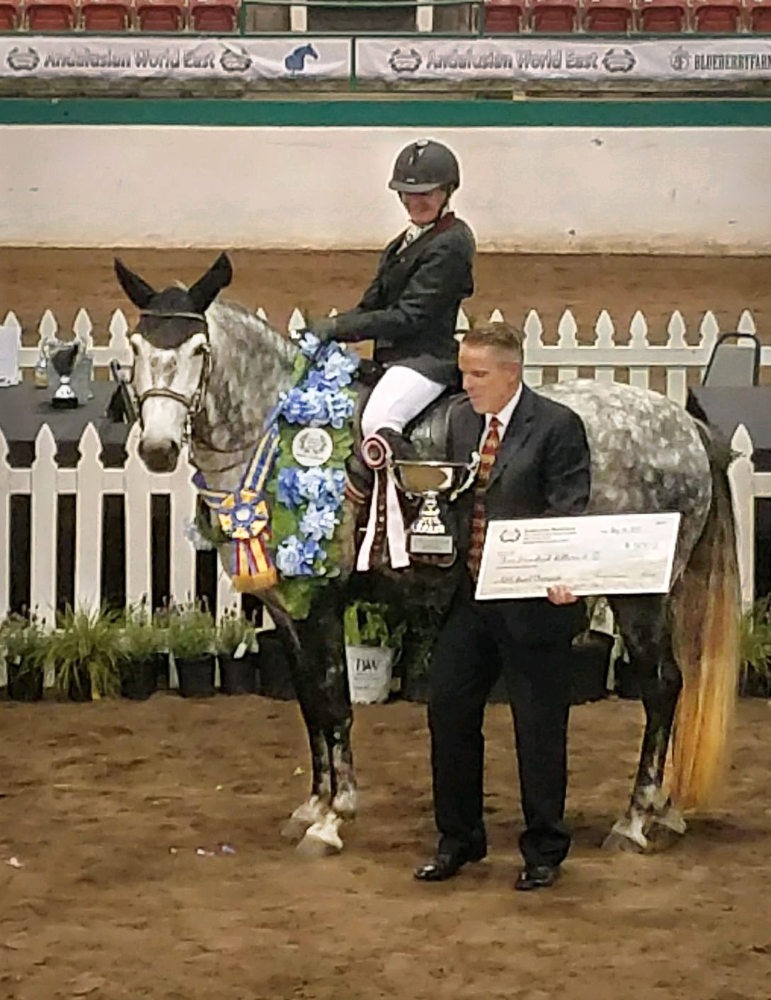 DEM Alegre gray Lusitano mare after winning Grand Champion of Andalusian World East