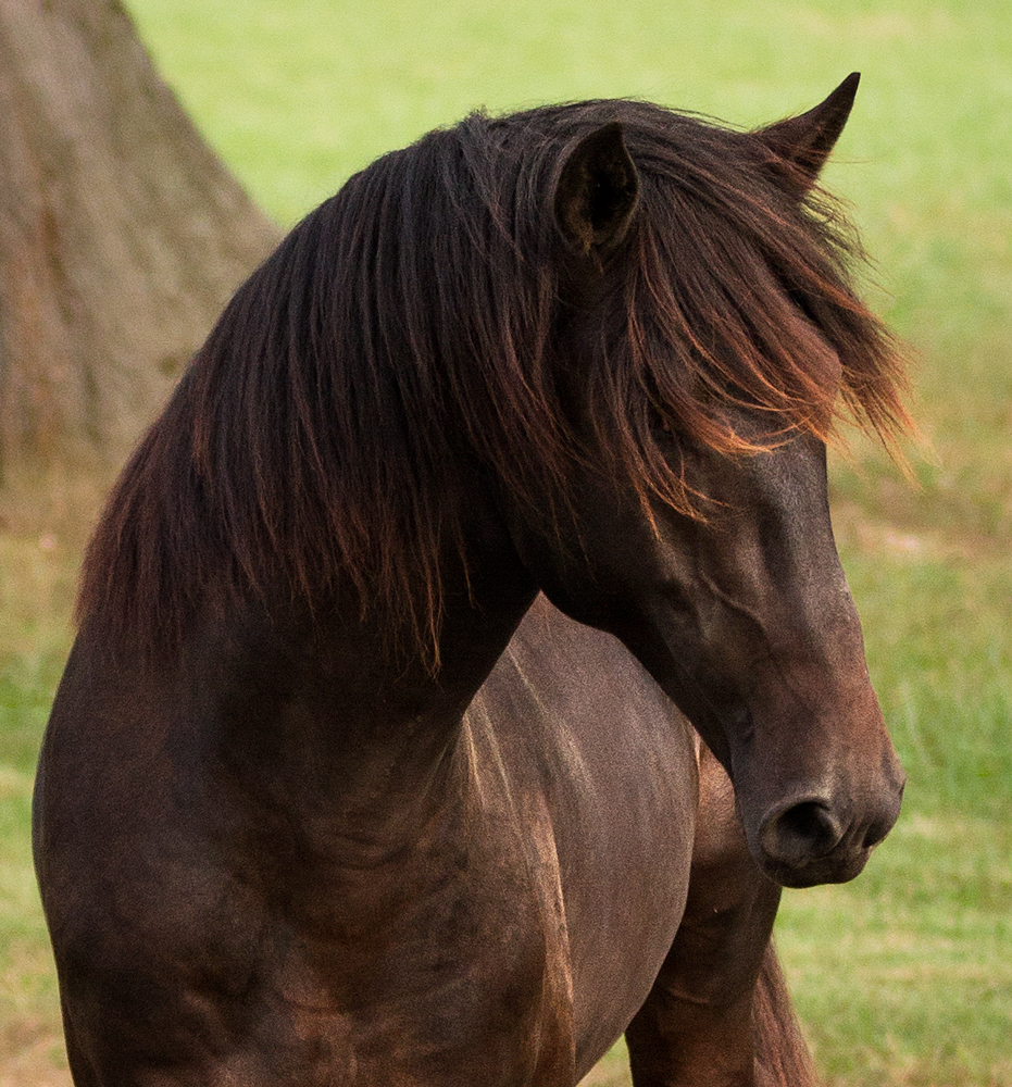 DEM Esplendido SOLD, bay Lusitano Gelding