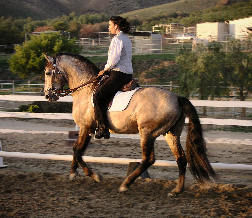 DEM Lavrador grey Lusitano stallion