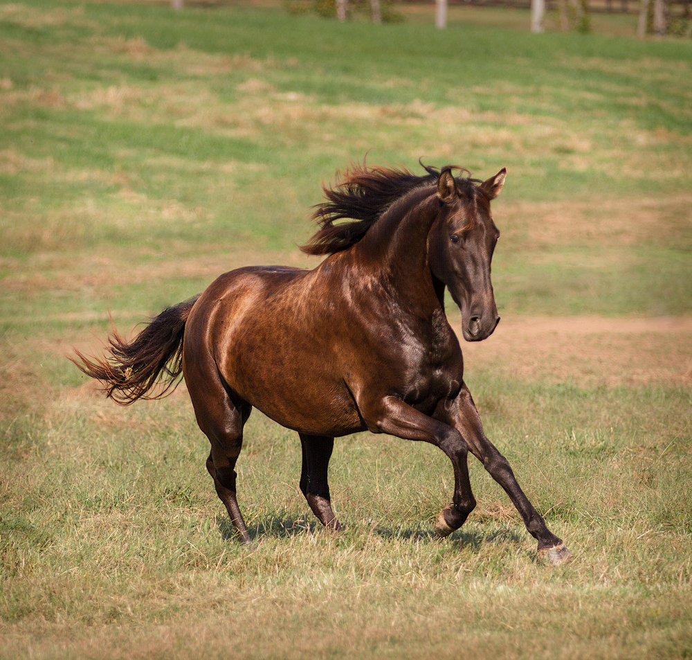 DEM Lexus bay Lusitano horse cantering