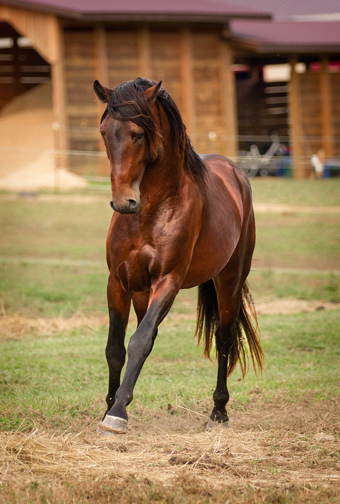 DEM Maximus bay Lusitano gelding