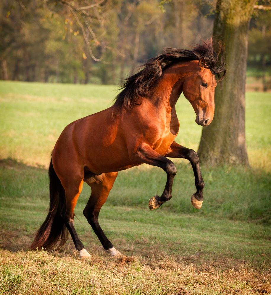 DEM Troubadour bay Lusitano stallion