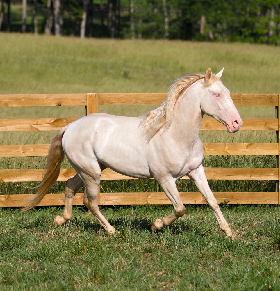 Gray Lusitano Stallion