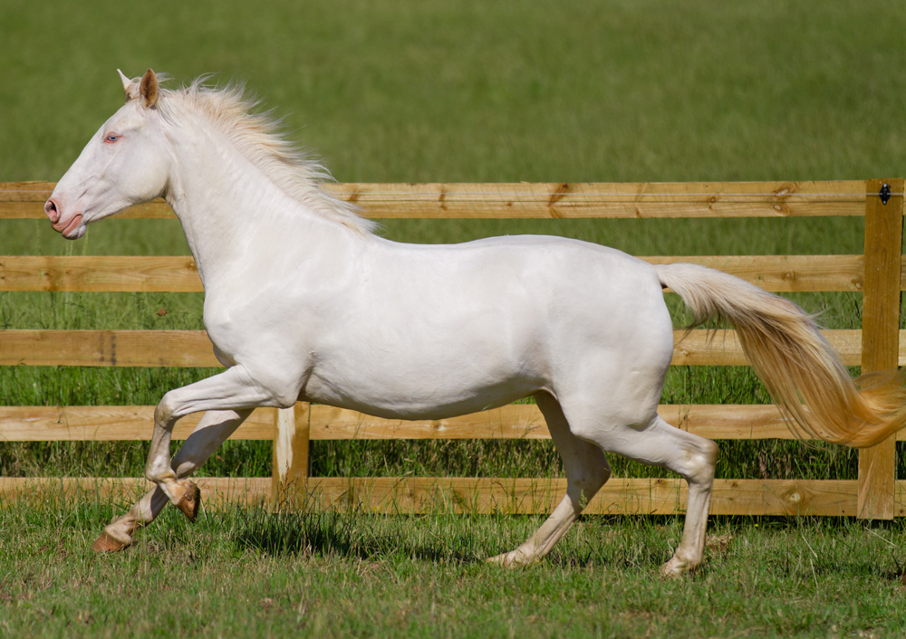 DEM Cremebrule cremelo Lusitano mare