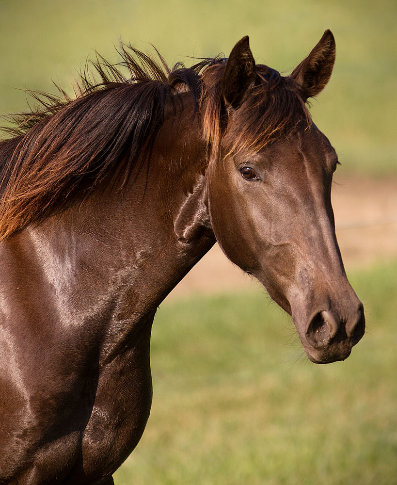 DEM Juliette bay Lusitano mare