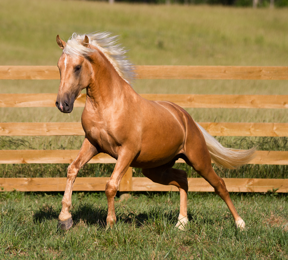 DEM Mantequilla palomino Lusitano gelding