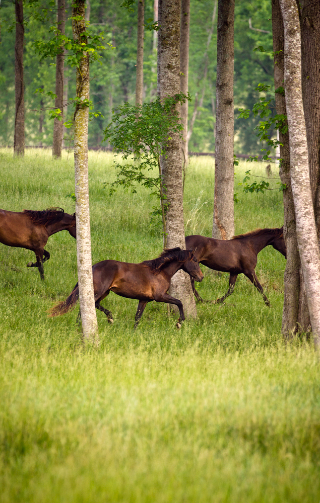 Horses running through trees at Don E Mor Lusitano Horse farm