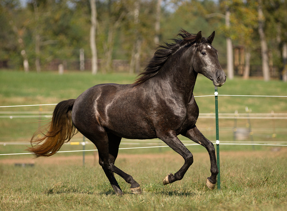 DEM Alegre smokey grey Lusitano mare cantering