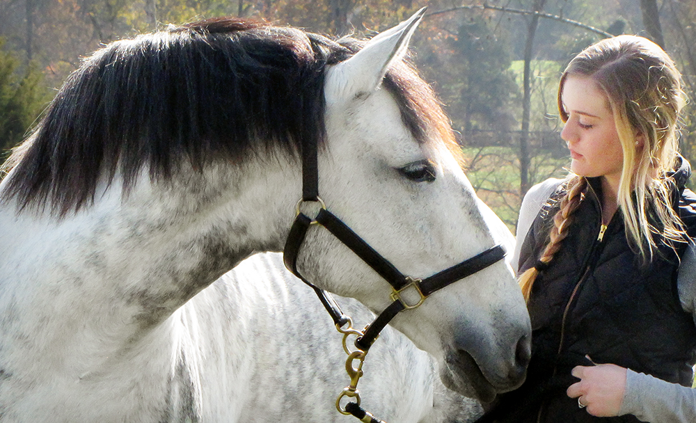 DEM Alegre grey Lusitano mare