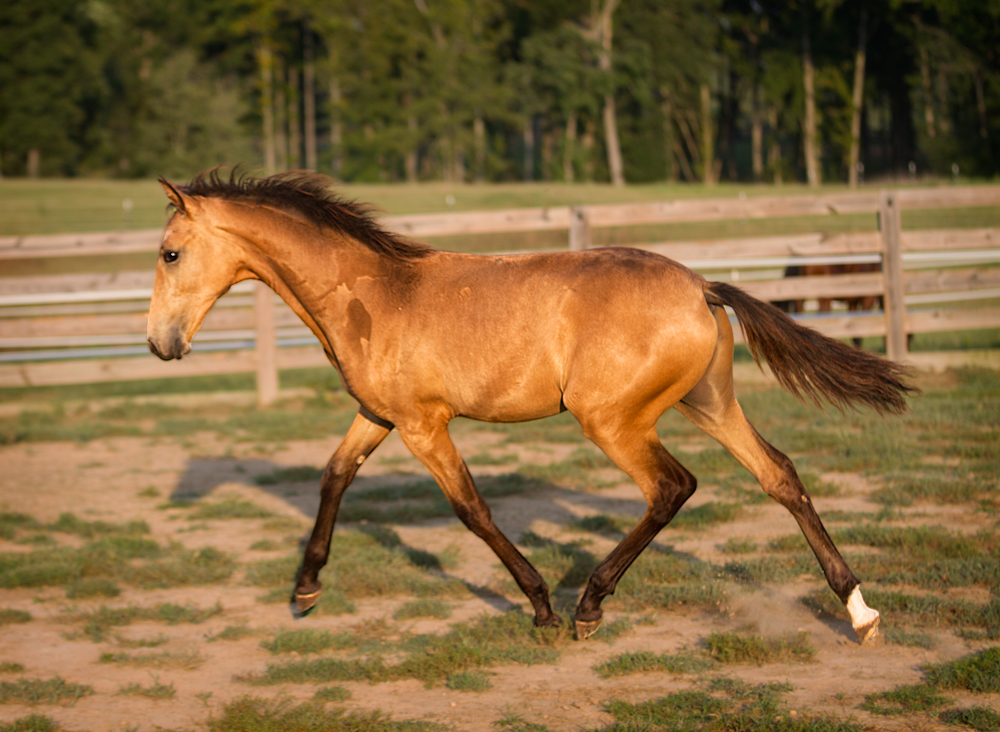 DEM Amador buckskin Lusitano colt trotting