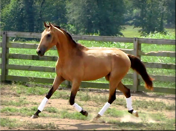 DEM Amador buckskin Lusitano stallion trotting