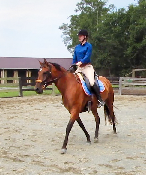 DEM Anabel bay Lusitano mare trotting with rider