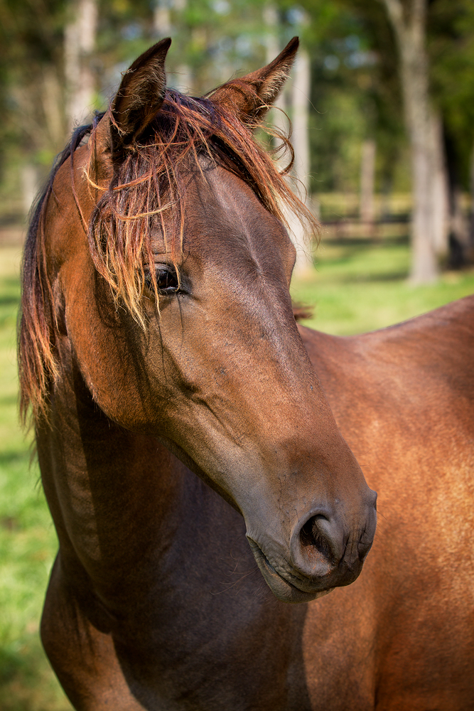 DEM Amy bay Lusitano mare