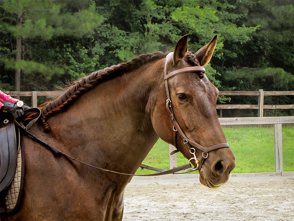 DEM Arya bay Lusitano brood mare