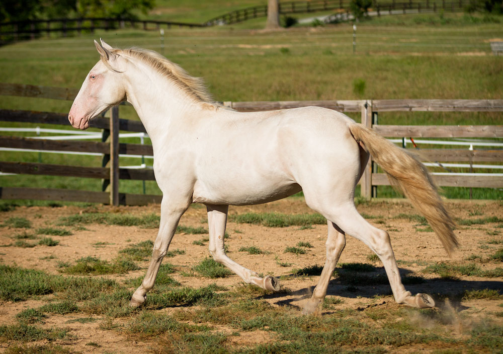 DEM Battata Lusitano filly trotting