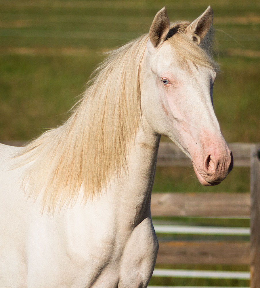 headshot of DEM Battata cremelo Lusitano yearling filly