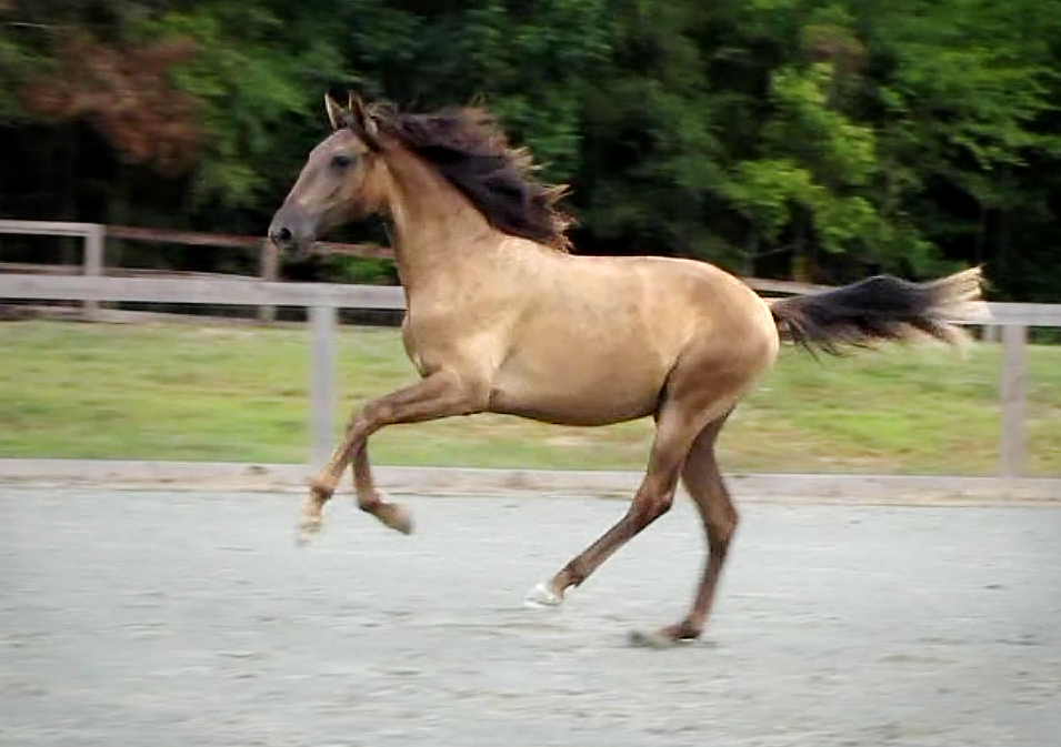 DEM Benedicion bay Lusitano colt