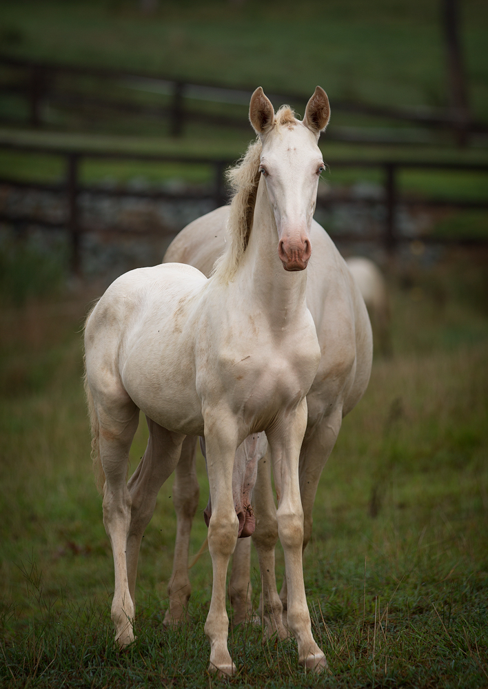 DEM Bonita cremello Lusitano filly standing in field looking at camera