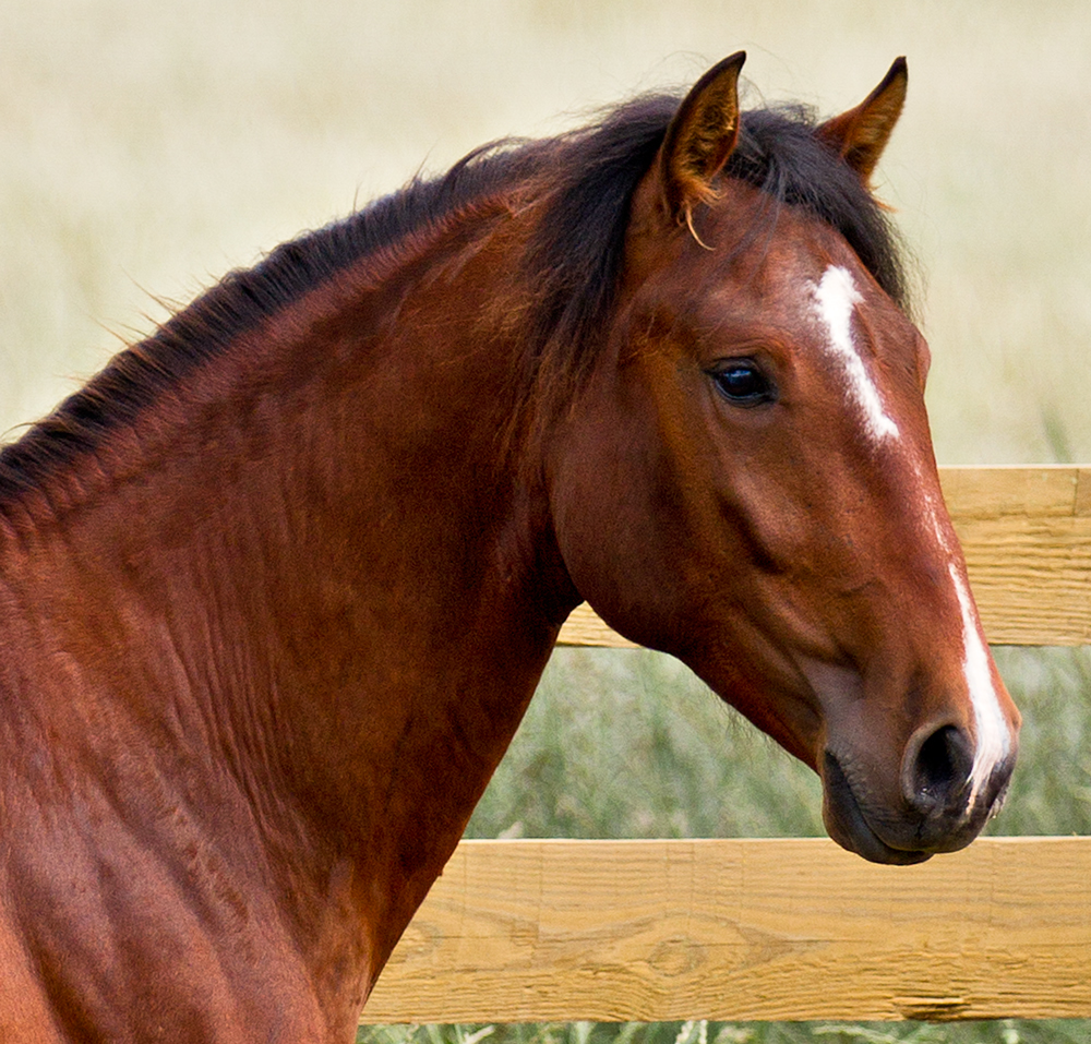 DEM Bravo bay Lusitano stallion