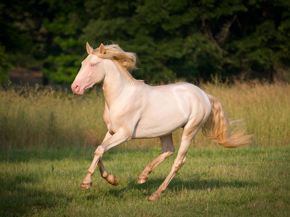 DEM perlino Capernicus Lusitano horse cantering