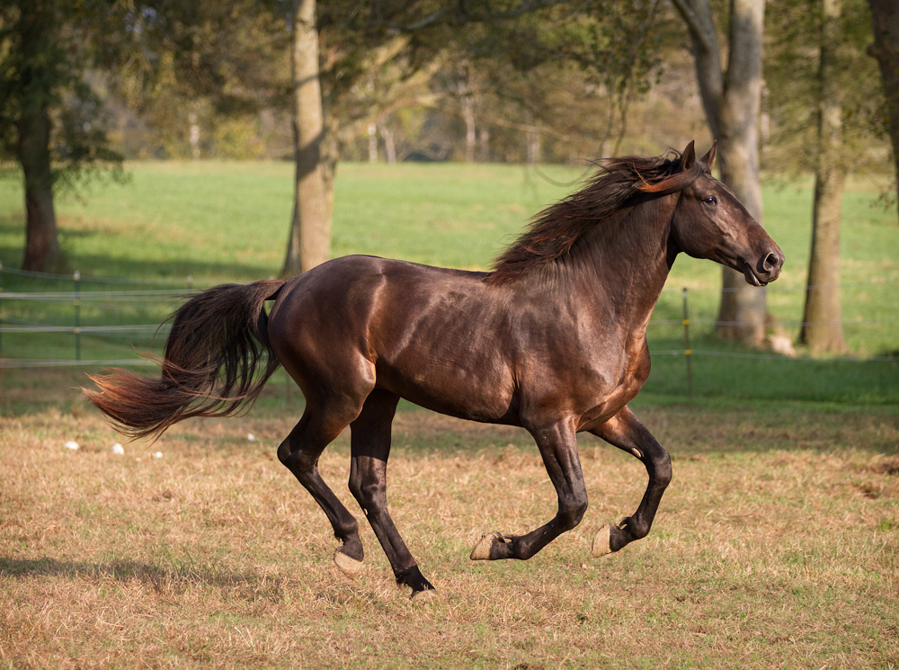 DEM Esplendido bay Lusitano Stallion trotting