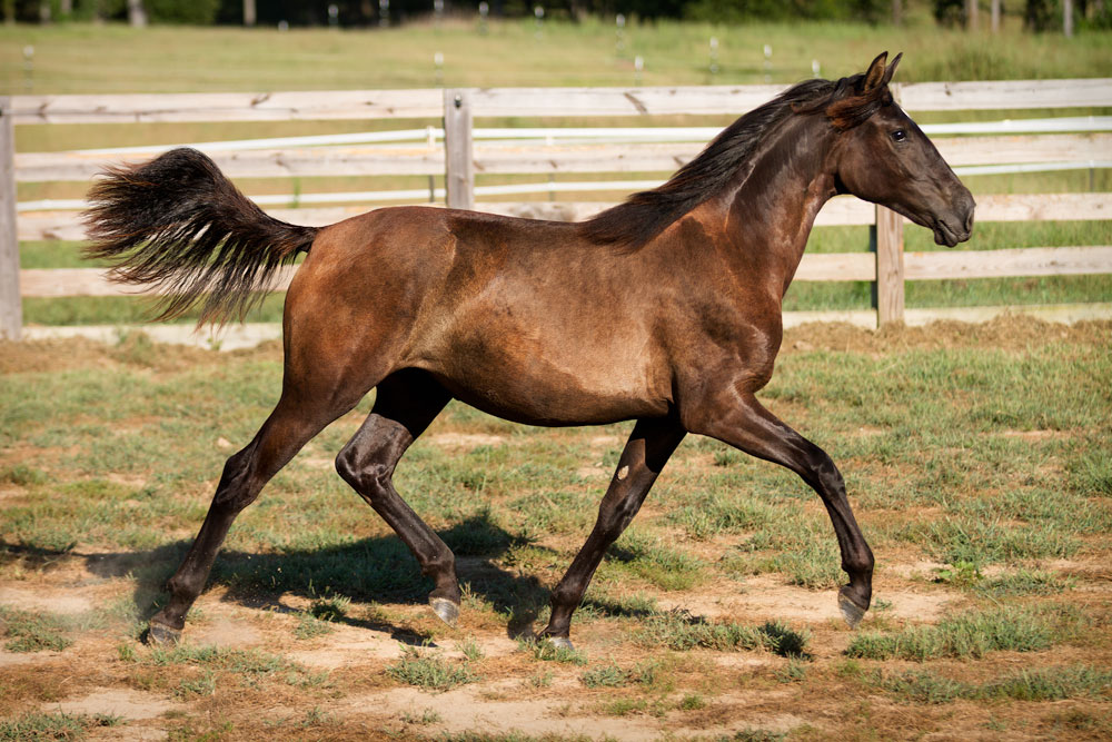 DEM Estella dark bay Lusitano filly