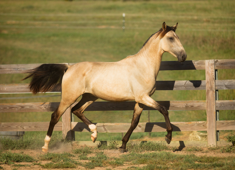 DEM Jimador buckskin Lusitano yearling colt trotting