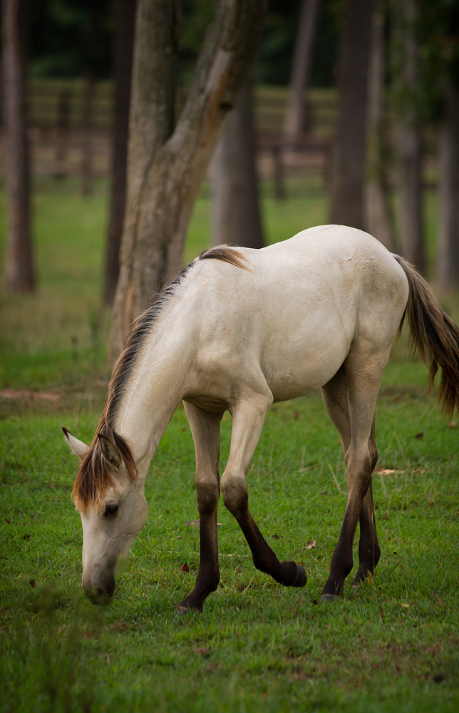 DEM Kameia buckskin Lusitano filly