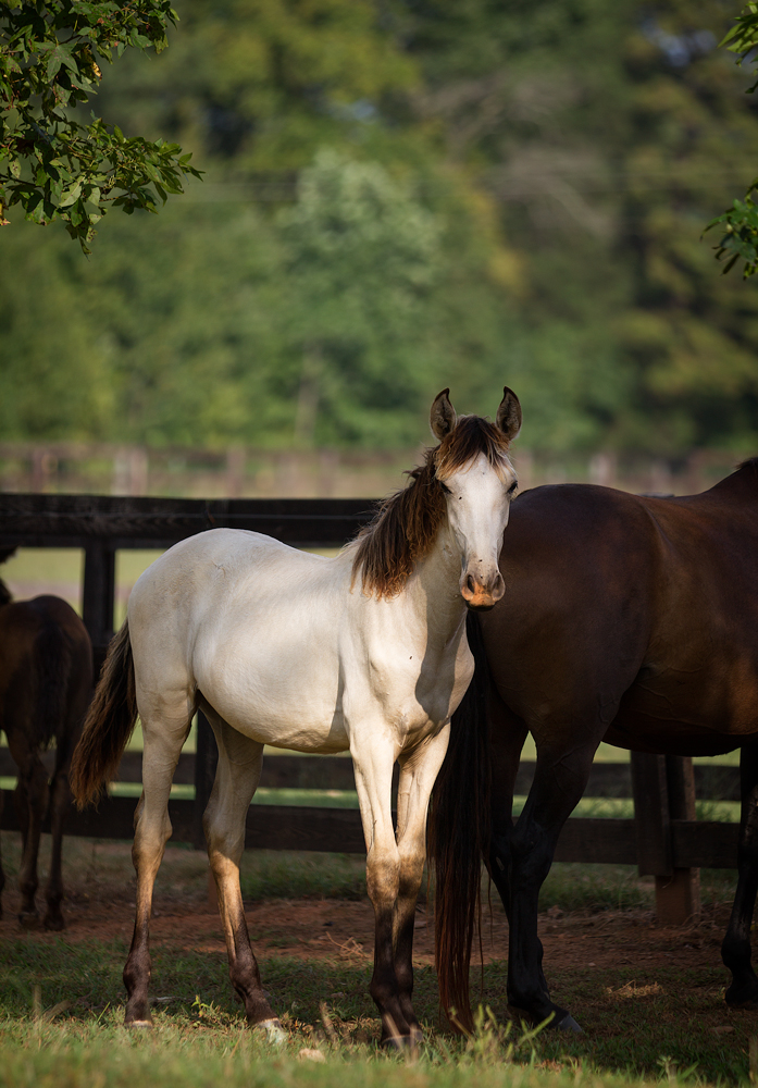 DEM Kameia buckskin Lusitano filly standing beside fence