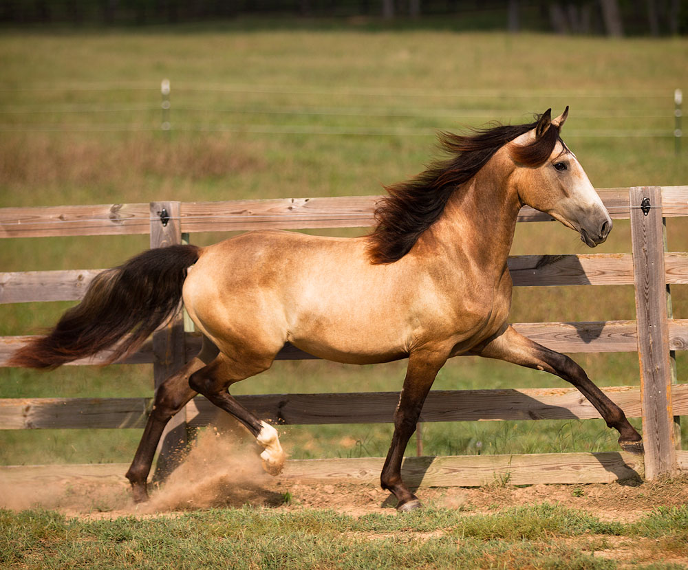 DEM Lancelot buckskin Lusitano colt trotting