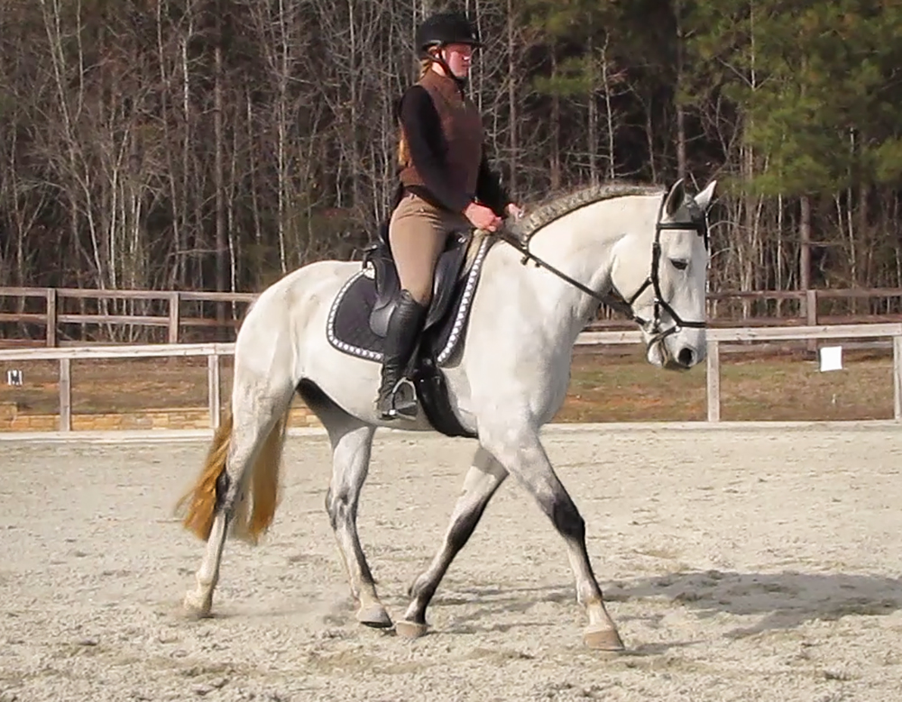 DEM Lancelot gray Lusitano gelding trotting