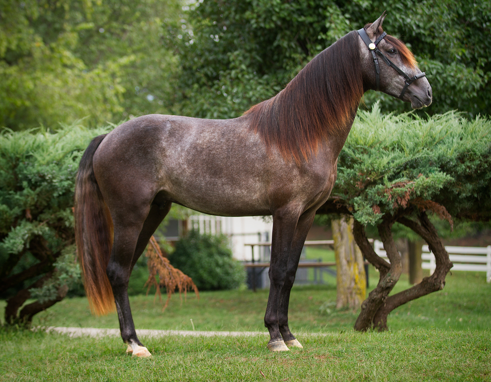 headshot of DEM Leon de Regalo dark bay Lusitano colt standing