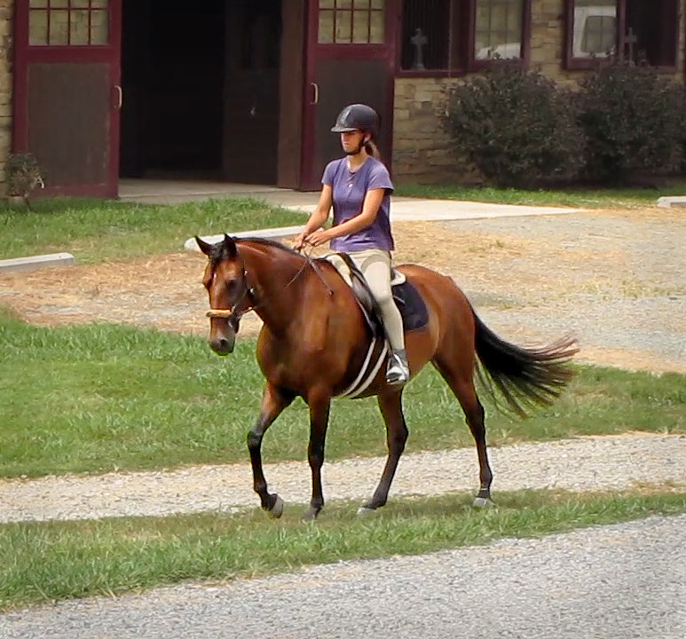 DEM Lucia bay Lusitano mare