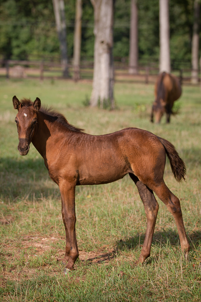 DEM Luna Bailaor Lusitano filly standing in a field