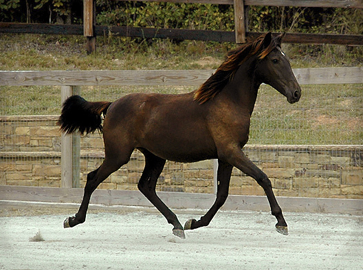 DEM Luna Bailaor bay Lusitano filly trotting