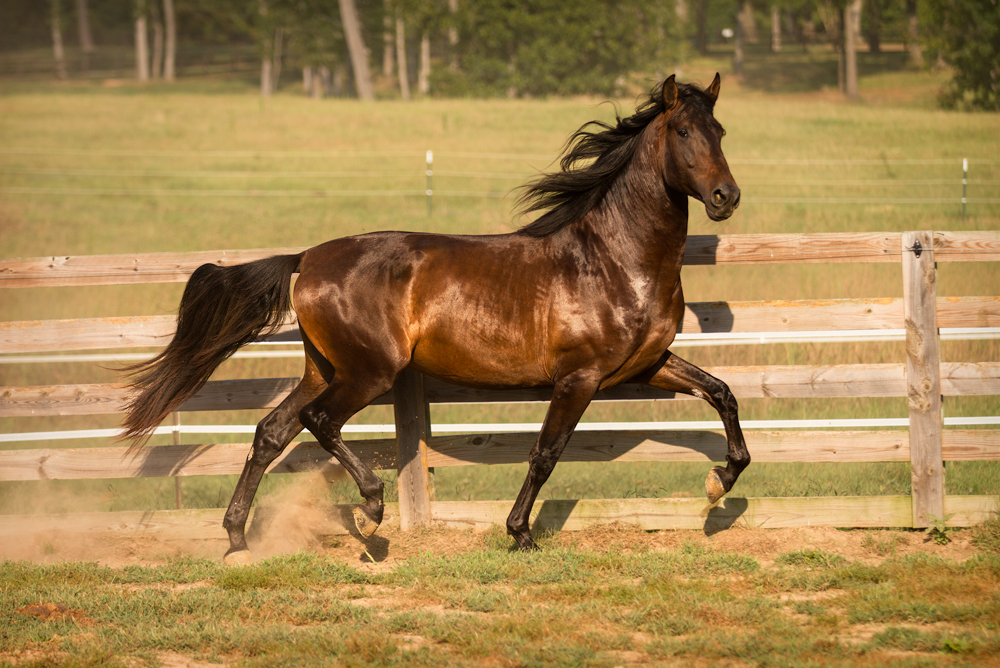 DEM Macondo bay Lusitano gelding