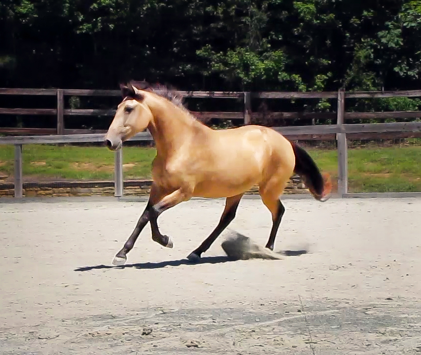 DEM Manana buckskin Lusitano filly cantering