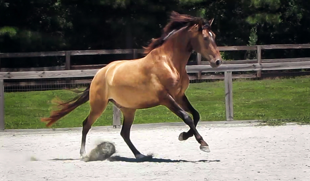 DEM Matador bay Lusitano gelding cantering