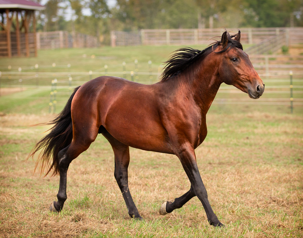 DEM Maximus bay Lusitano gelding trotting