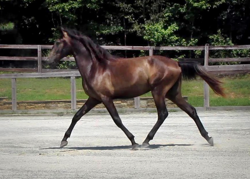 DEM Melchizedek bay Lusitano colt