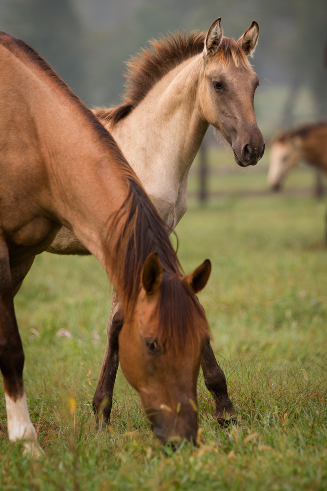 DEM Mielada half Lusitano filly standing behind mother Jabez