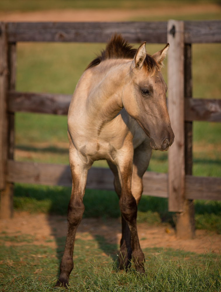 DEM Mielada Lusitano filly standing beside fence