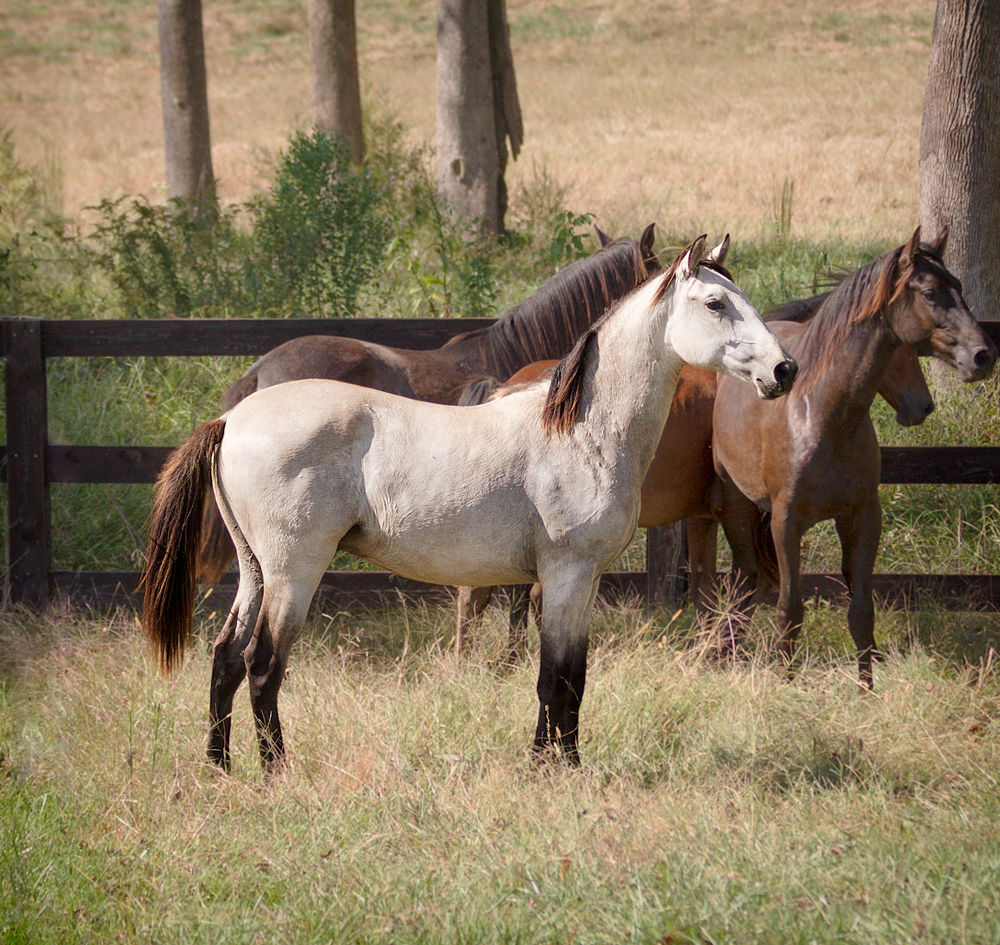 DEM Mojave sgray Lusitano colt standing in field