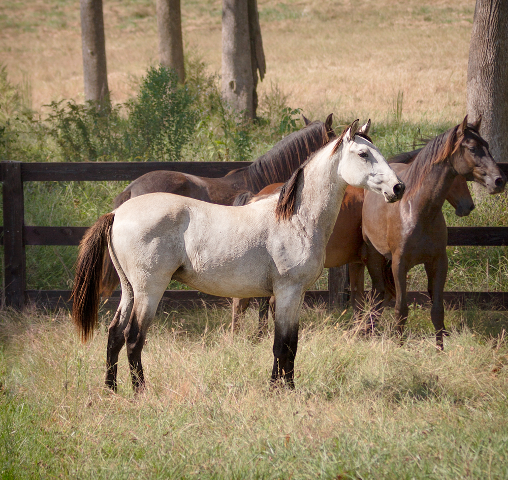 DEM Mojave bay Lusitano colt