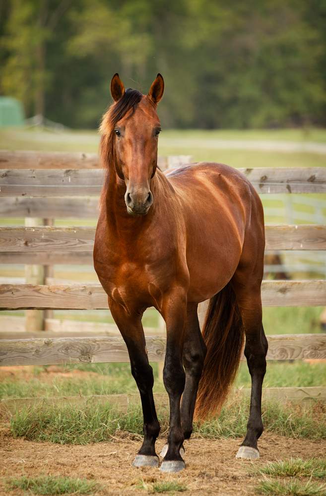 DEM Mondego bay Lusitano gelding