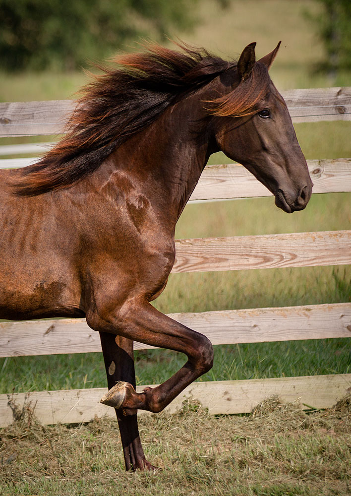 DEM Pavey bay Lusitano colt