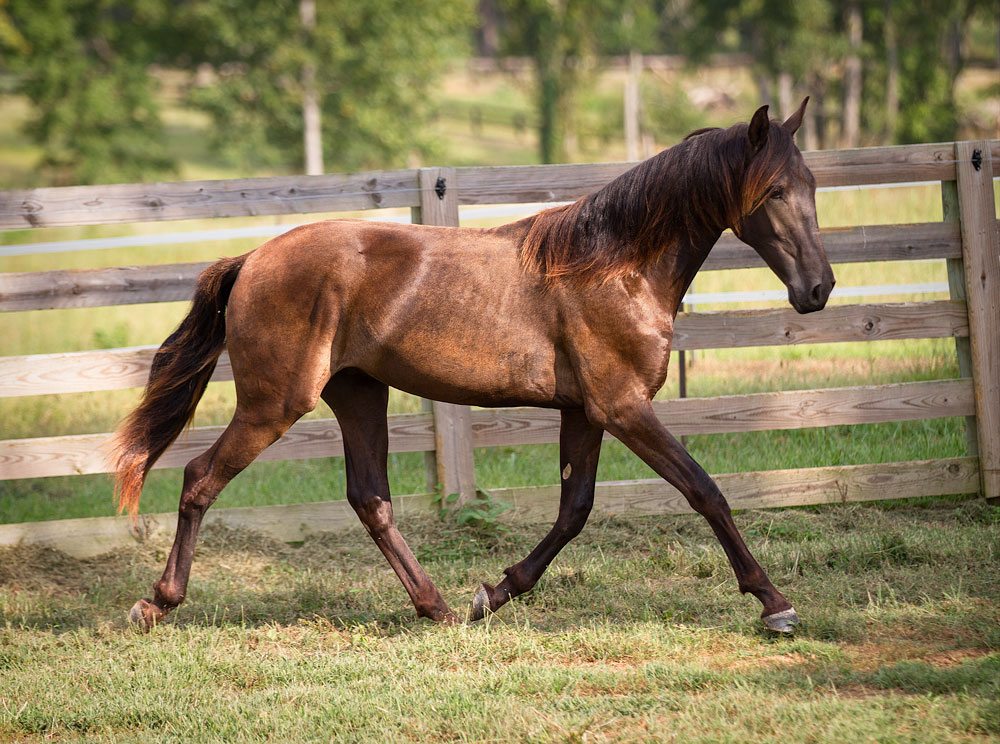 DEM Pavey dark bay Lusitano yearling colt trotting