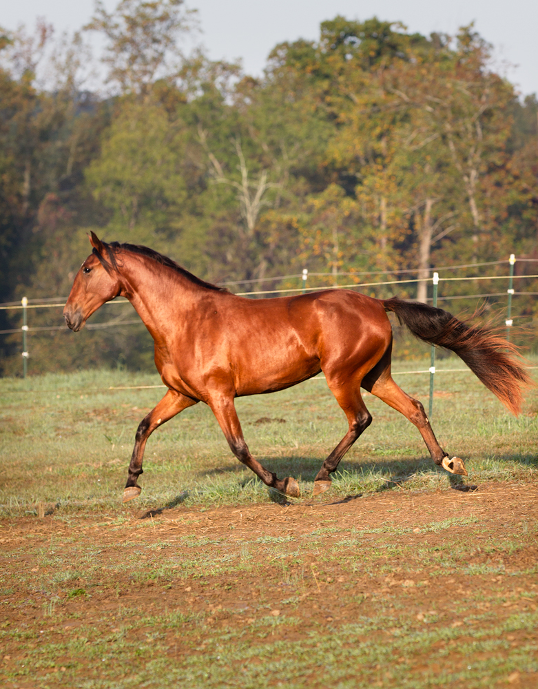 DEM Pei Ley bay Lusitano mare trotting through the grass 