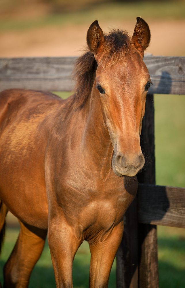 DEM Prada bay Lusitano colt