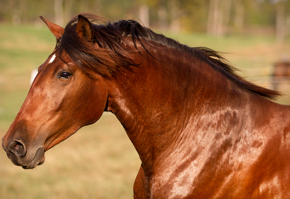 DEM Princessa bay Lusitano mare